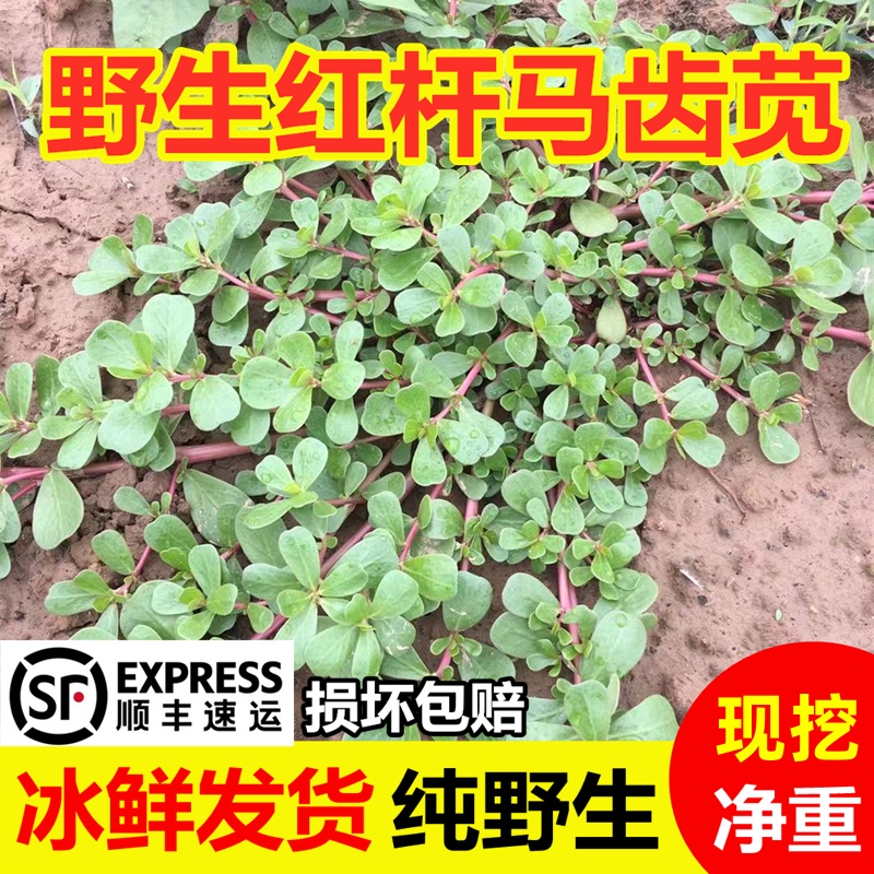 【顺丰包邮】新鲜马齿苋马蜂菜现挖野菜马齿笕半斤1斤2斤3斤4斤现挖