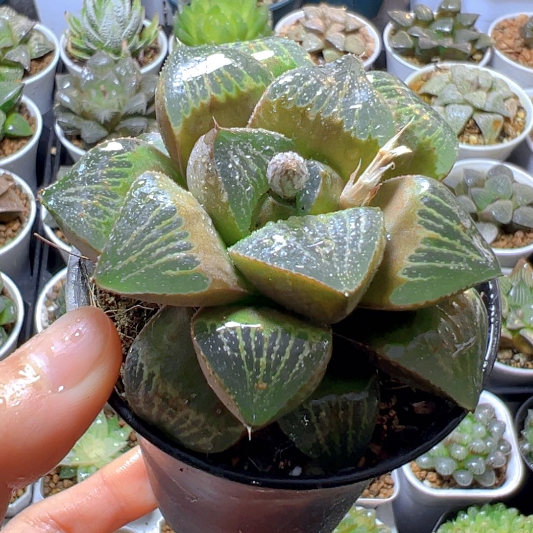 青蟹万象盆玉露多肉1