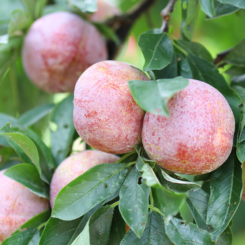 【次日达】净重四斤果王福建高山红心李芙蓉李当季水果三华李桃形李多仓发货福建省