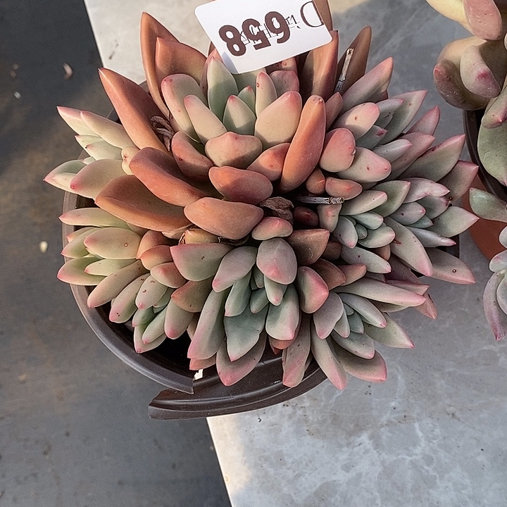 源****658桃花源多肉植物