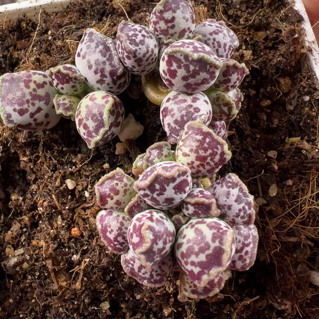 达摩海豹多肉植物水泡