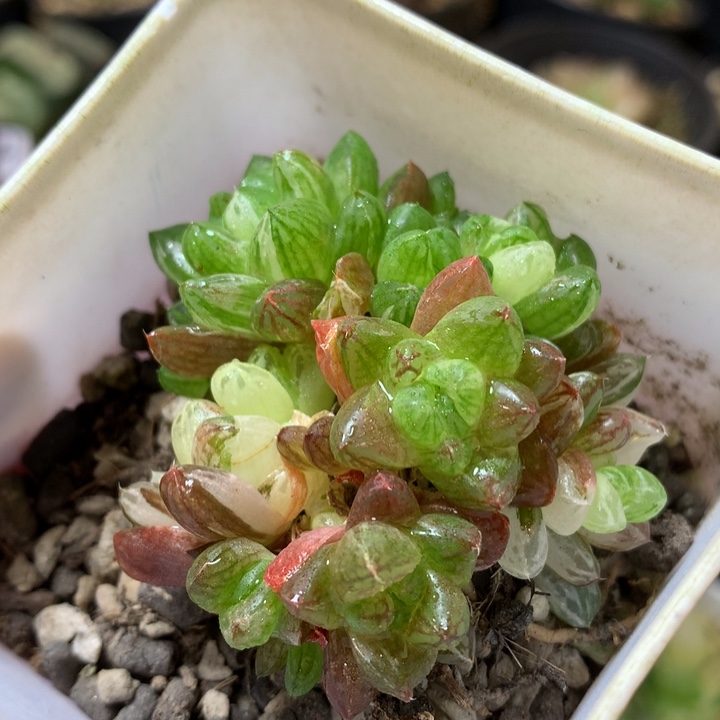 草玉扇锦带盆土发货