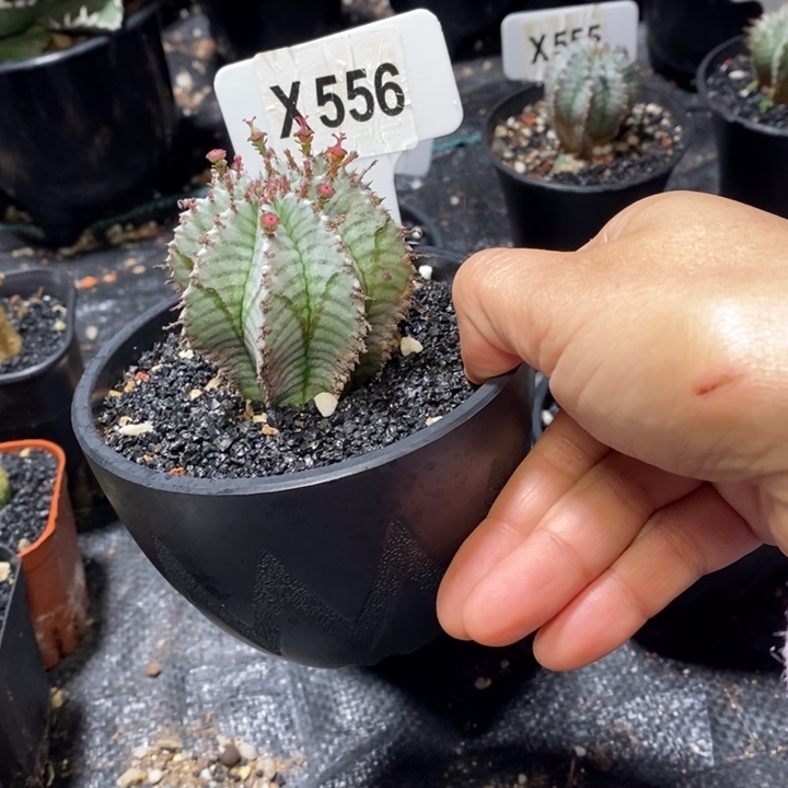 漠**狼福利魁伟玉一颗如图