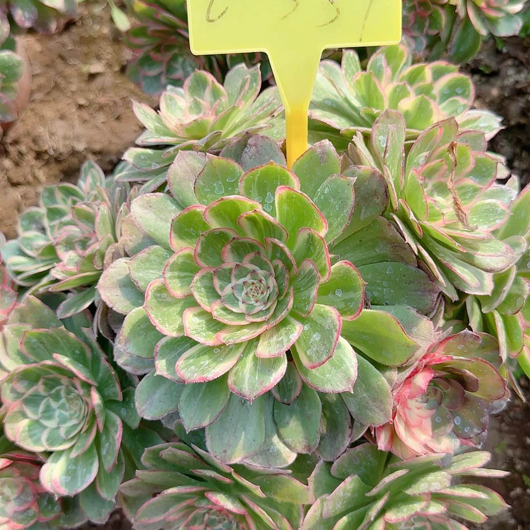 2-357--莲花座多头