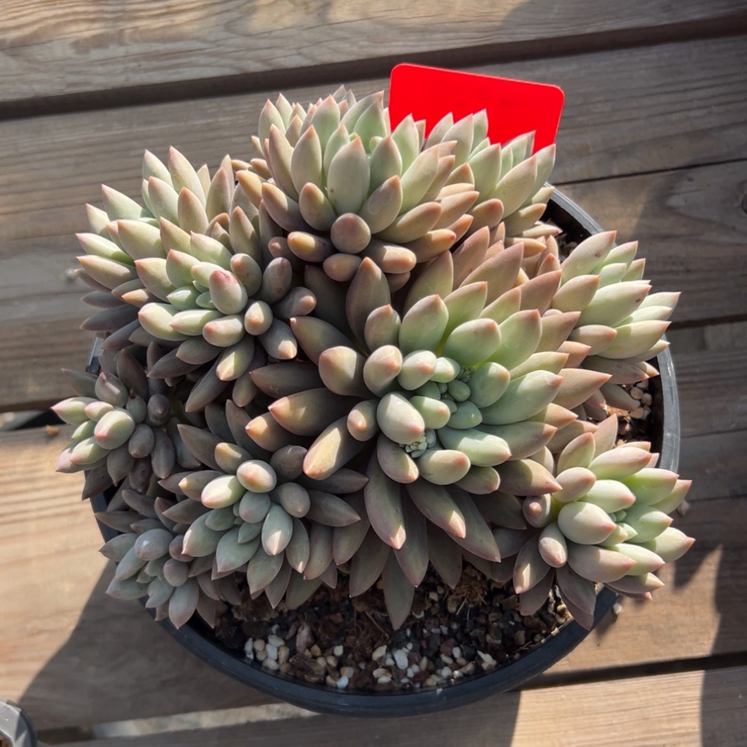 红蜻蜓1111111111111111