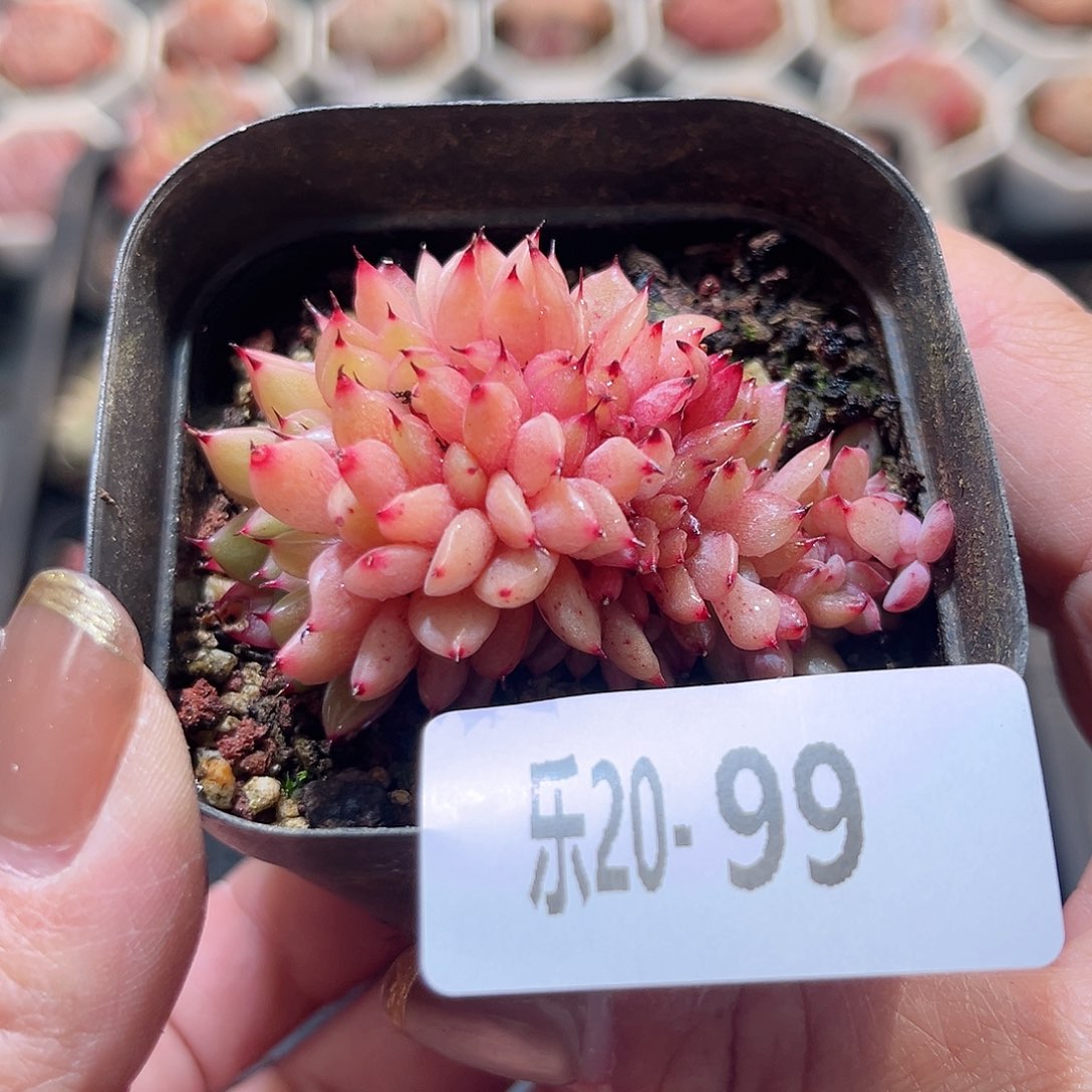 乐20-99 新品缀化