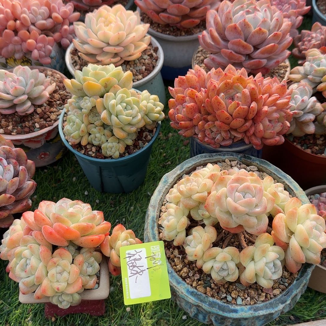 福***妹冰玉群生两颗一组脱土发货