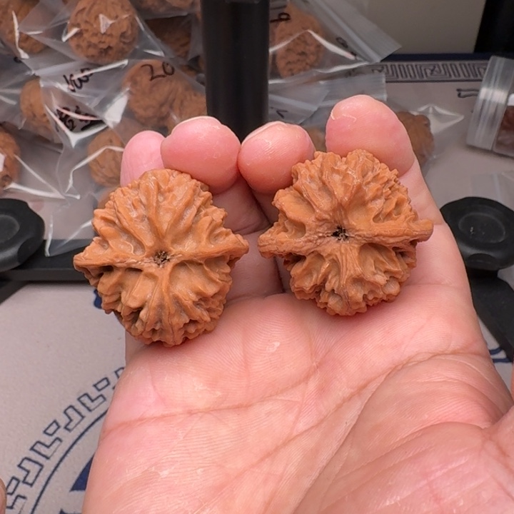 把件桃核山地苹果园39尺25