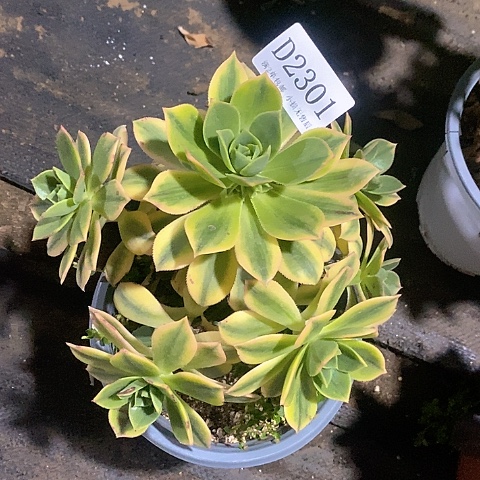 2301星爆多肉有断枝处理