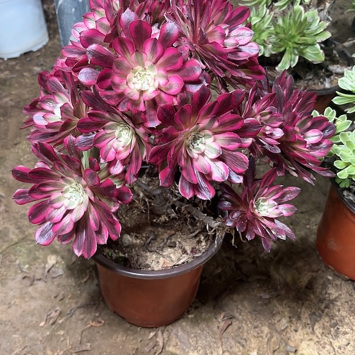 多肉植物红铜白18