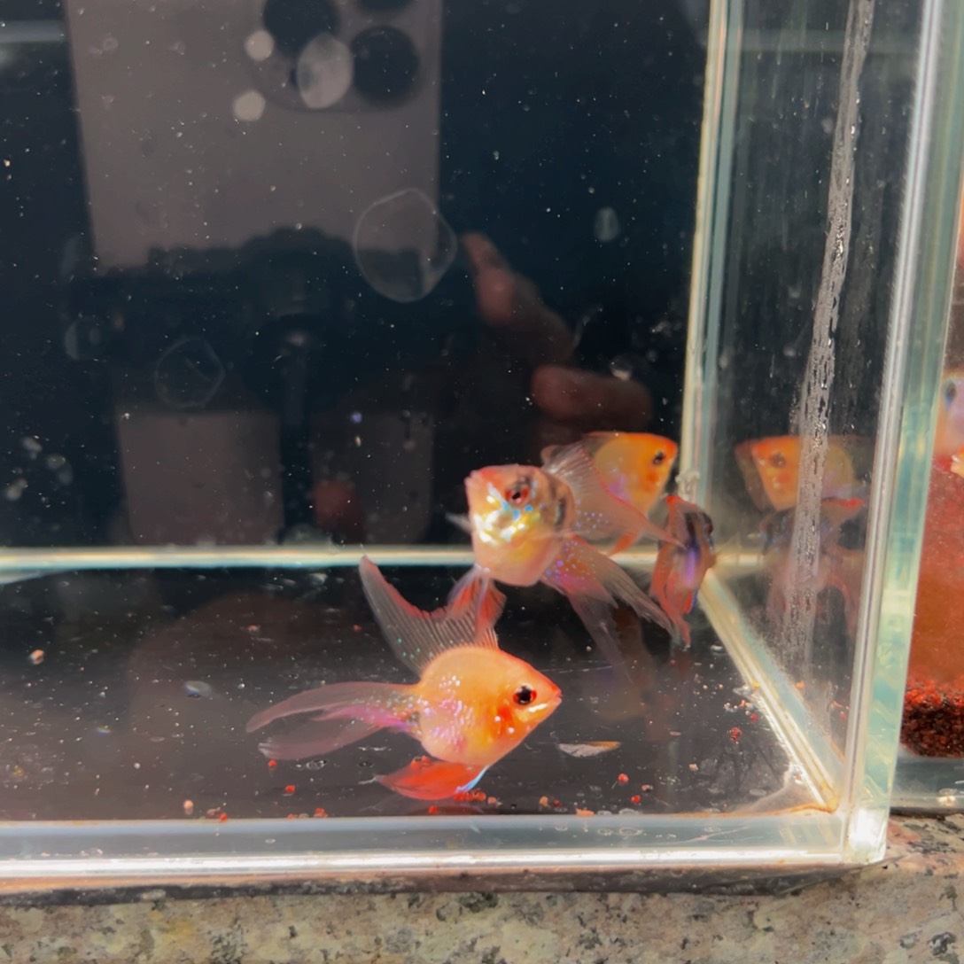 短鲷鱼金波公两条加荷兰凤凰一对