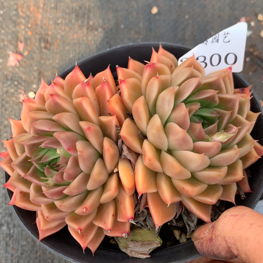 3300杂交精品基地11厘米