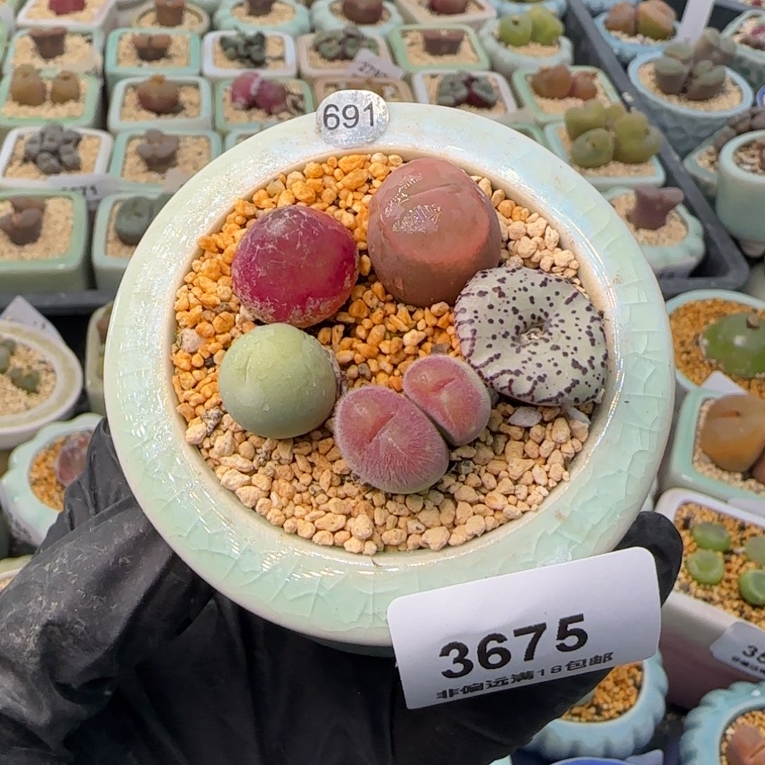 3675--一物一拍 带盆