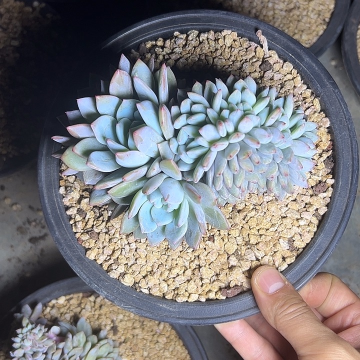 梦露群生缀化多肉