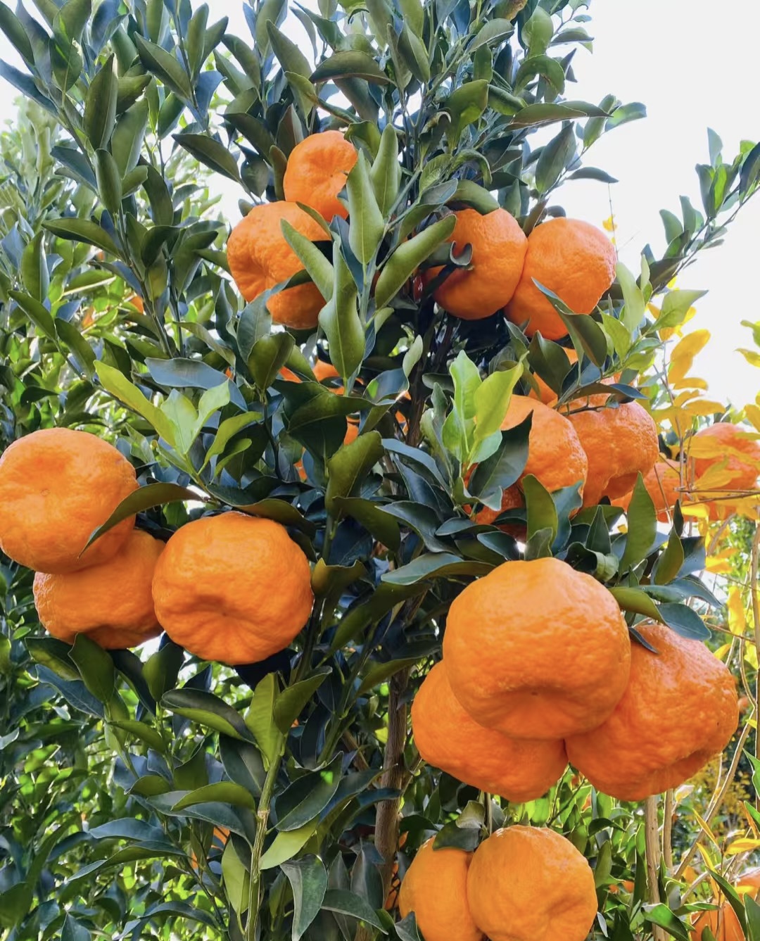 四川椪柑应季新鲜老树现摘现发孕妇芦柑肉厚无科技农家自种