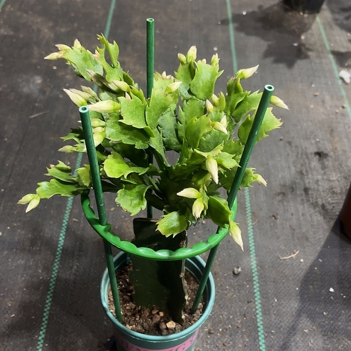 钱***花当前无花栽培后可以开花