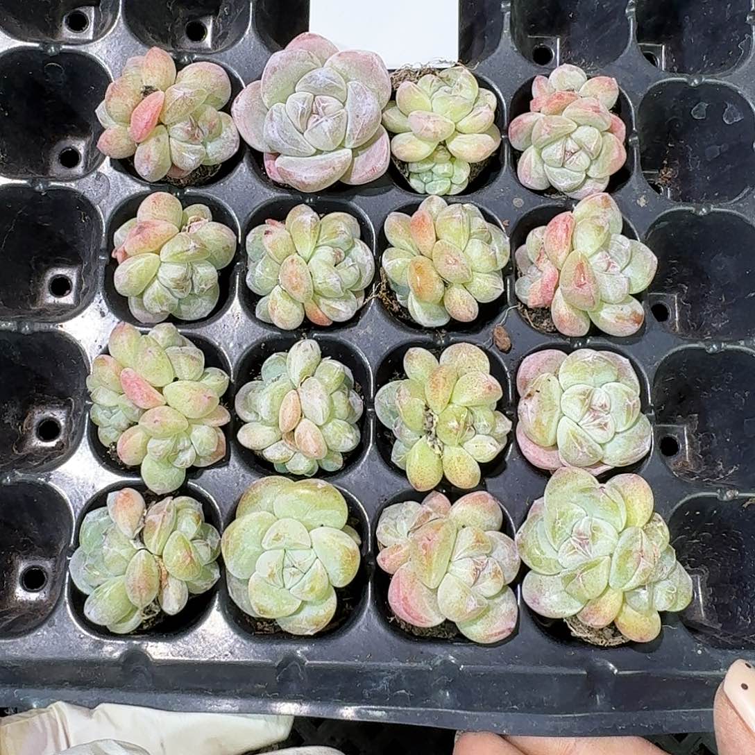 272 号到手1框～一物一拍