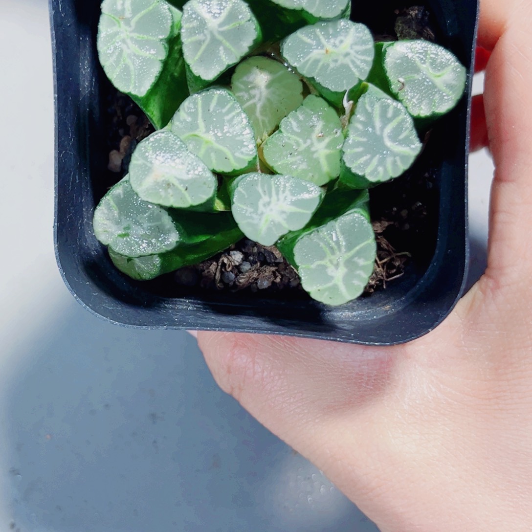 火烧云万象多肉植物