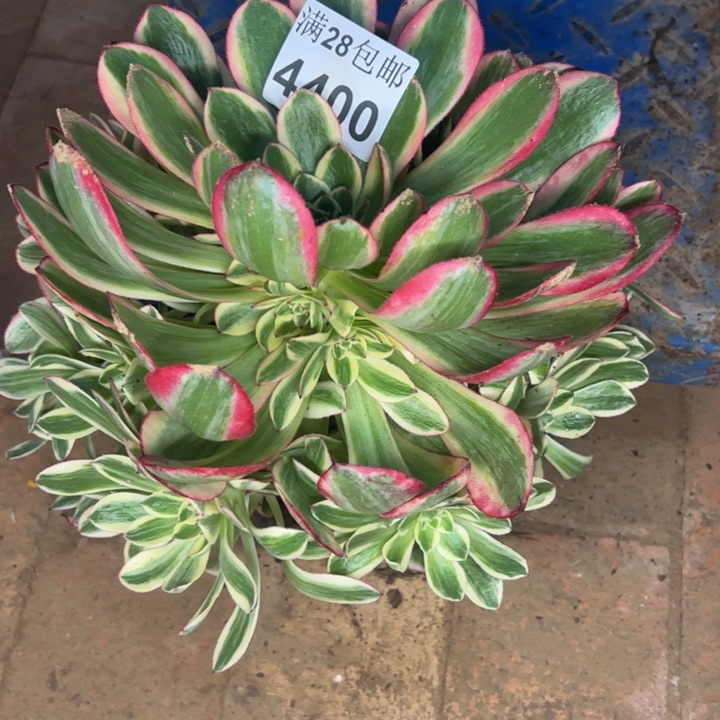 4400孔雀翎多肉植物