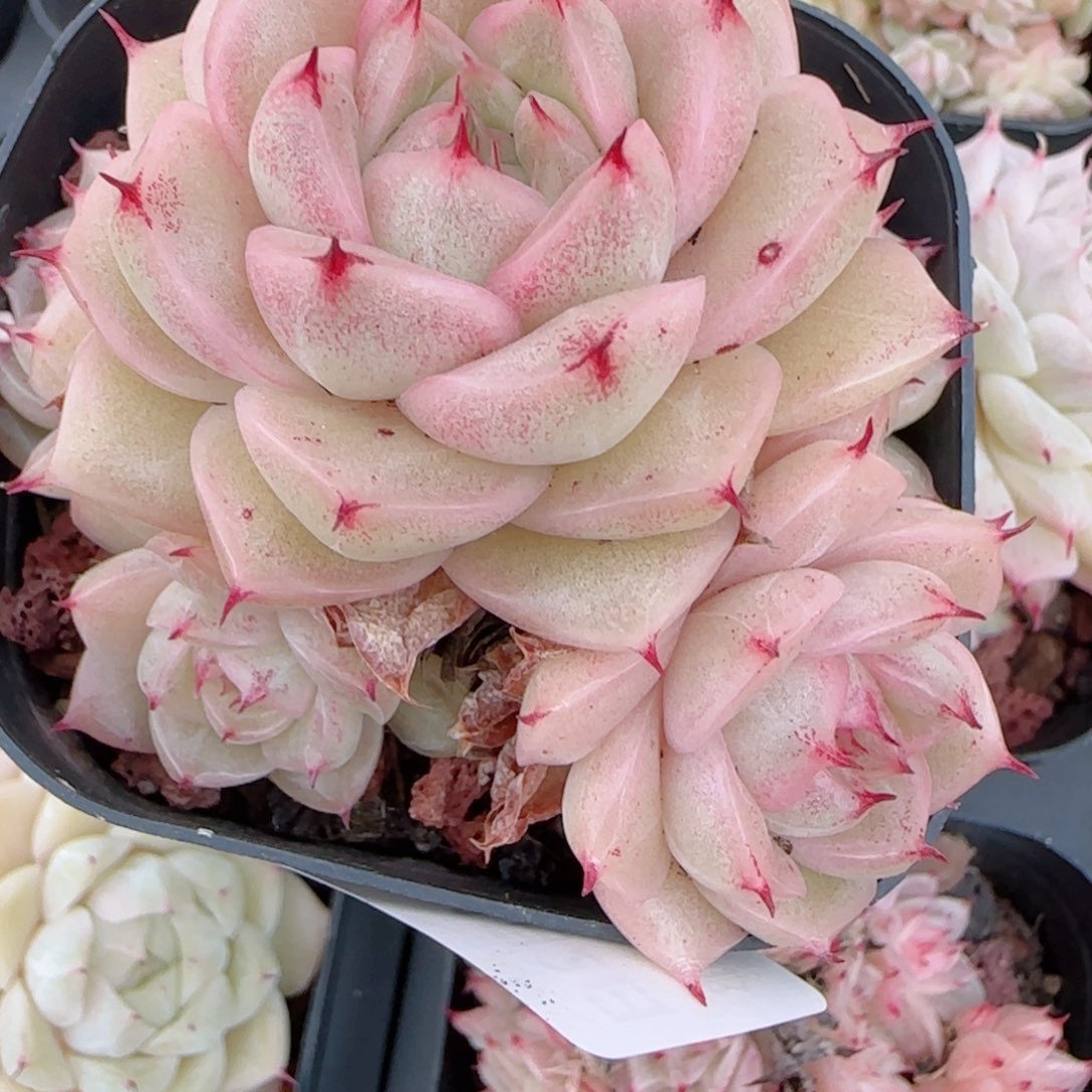 何***包花语多肉0102-272魔仙散