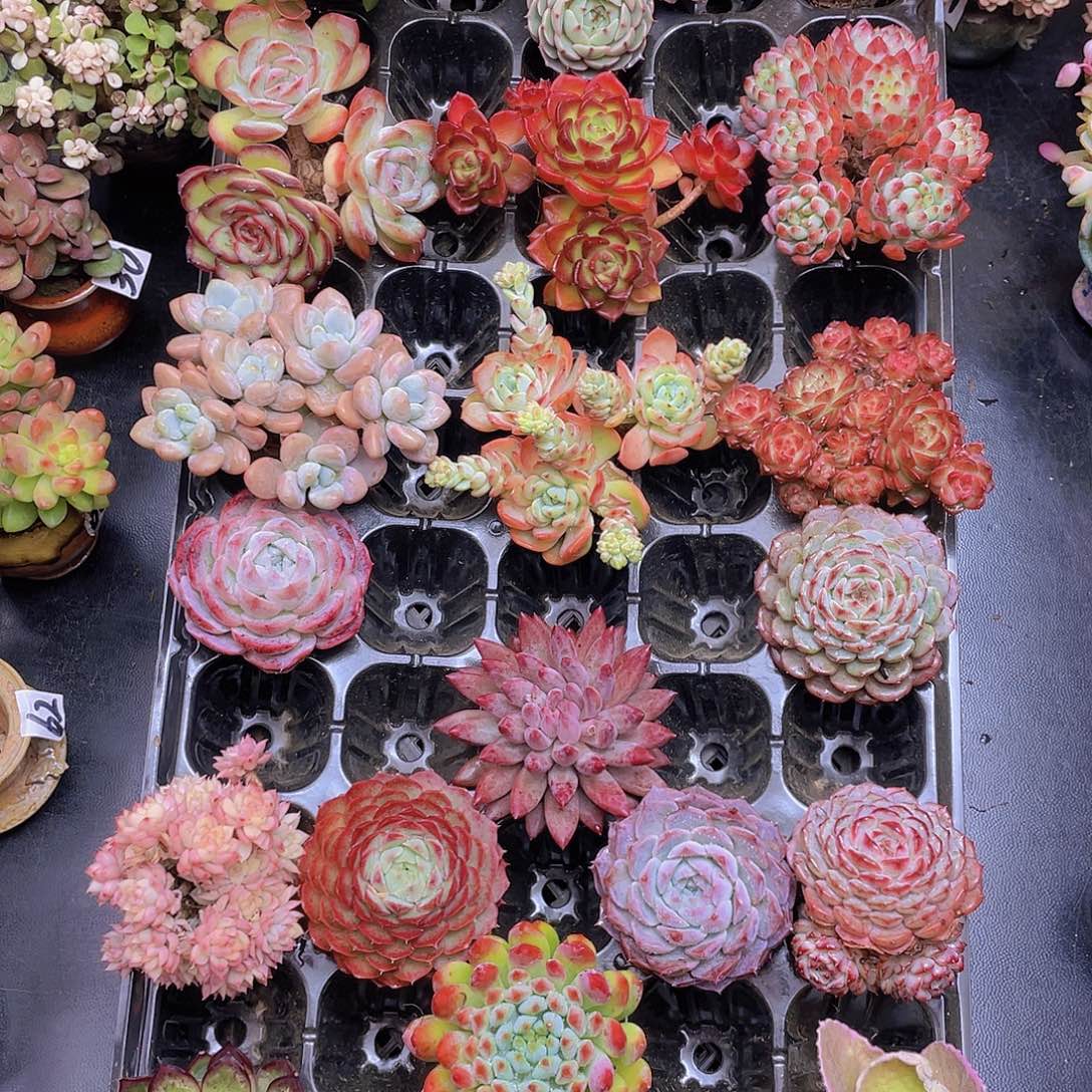 和***晴花钱花钱花钱花钱花钱