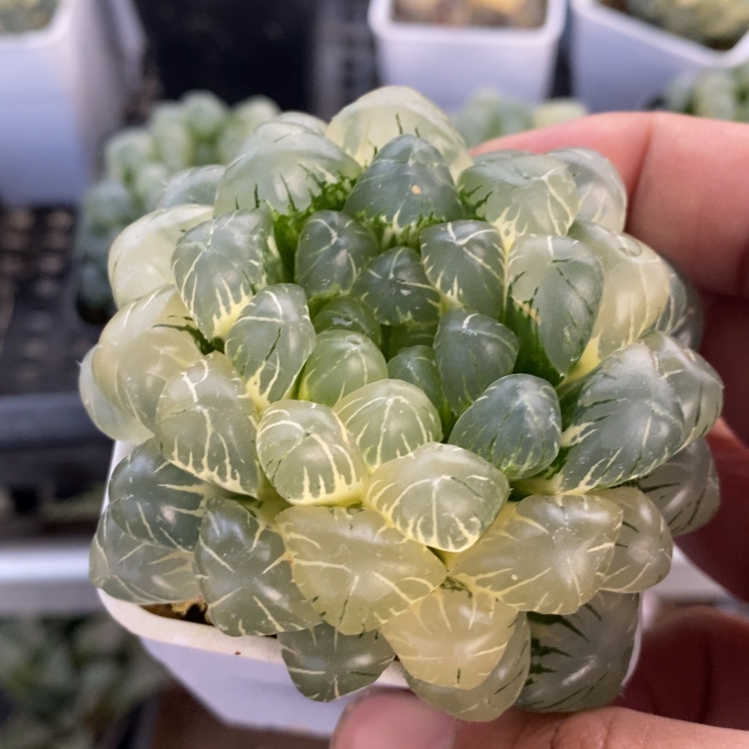 一颗湖水玉露锦 开播福利