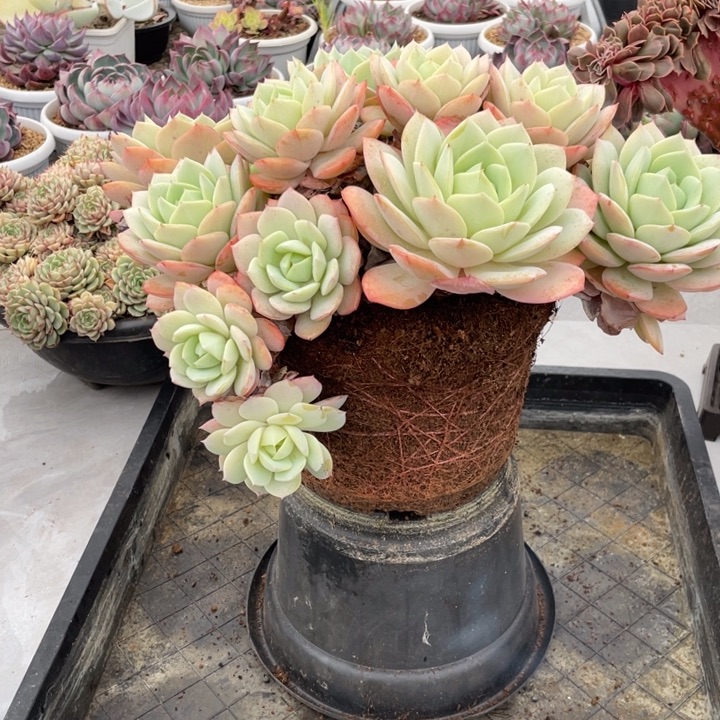 不***心恋曲多肉一物一拍