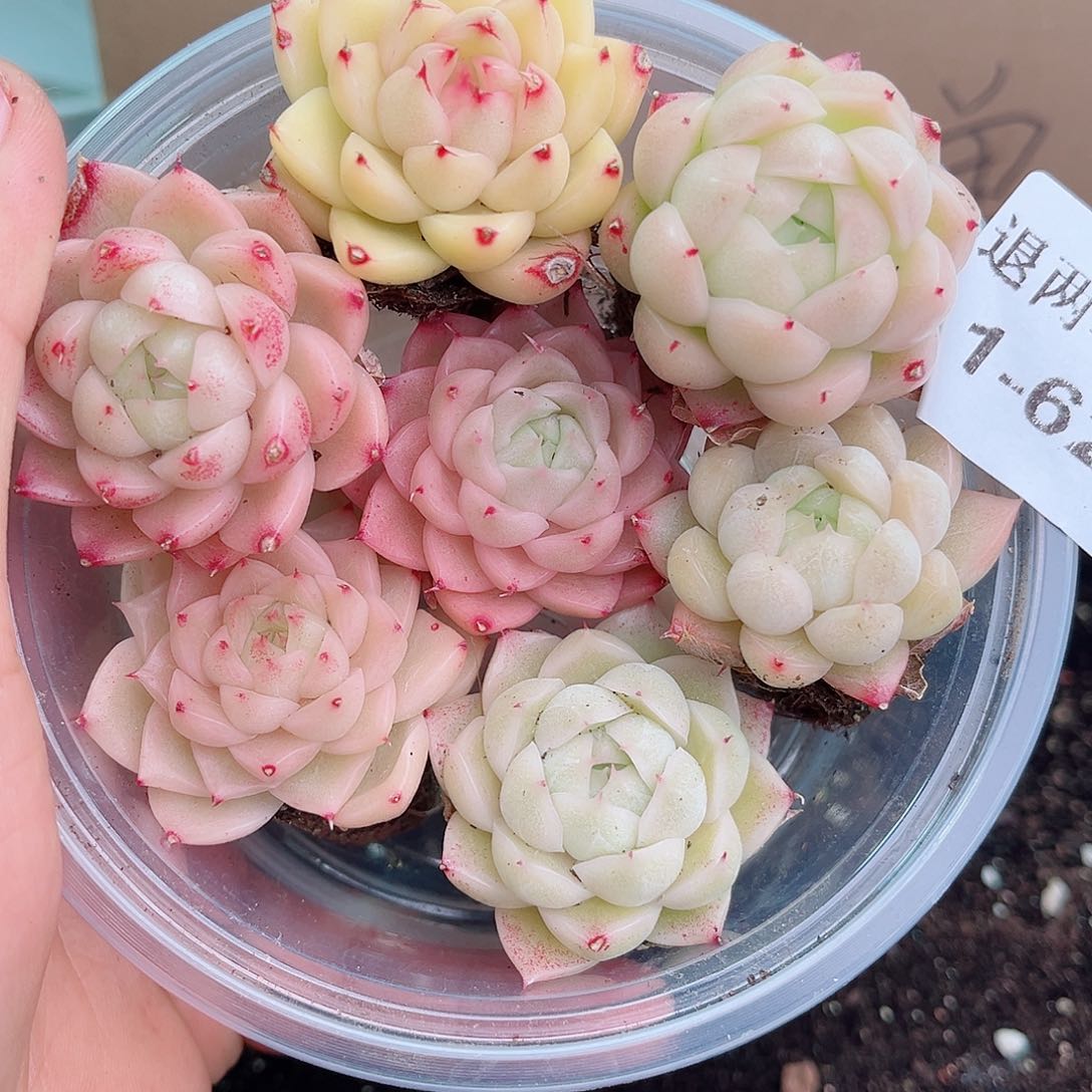 1-623 新疆西藏内蒙不发12.8包邮2-3公分多肉