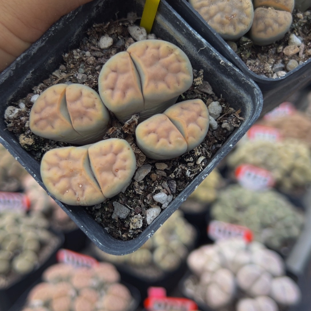 087.088 生石花大群生大群生