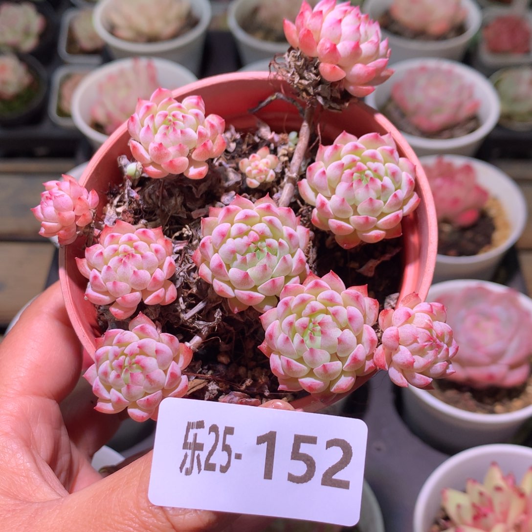 乐然25-152 小粉梅群 