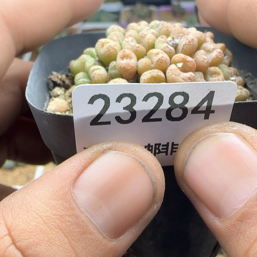 杨*阳大年初三快乐23284