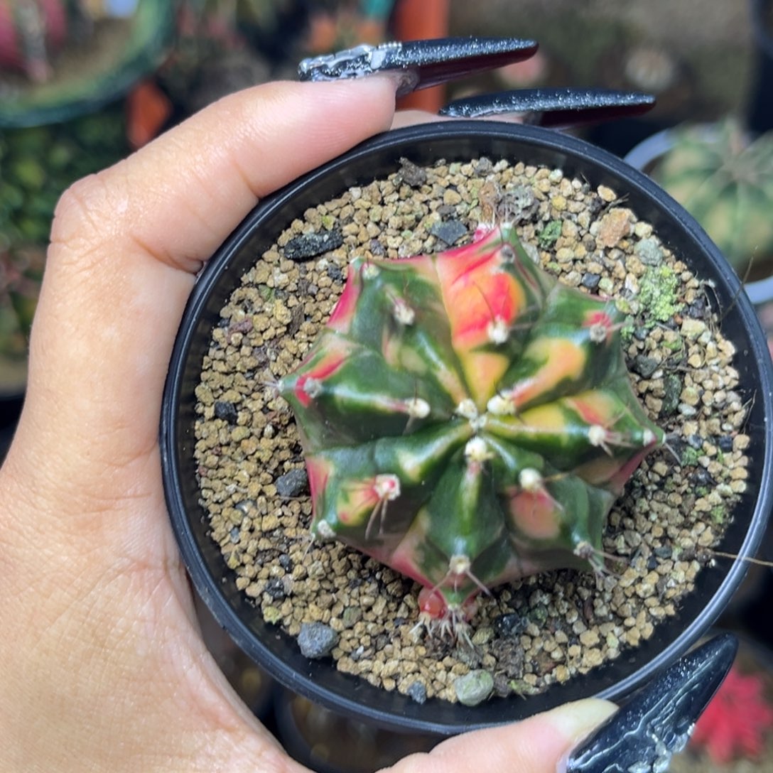 侧牙米哈 带盆土发货