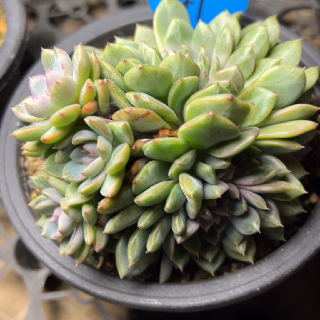 冥****47号黑曼巴缀多肉植物29.8