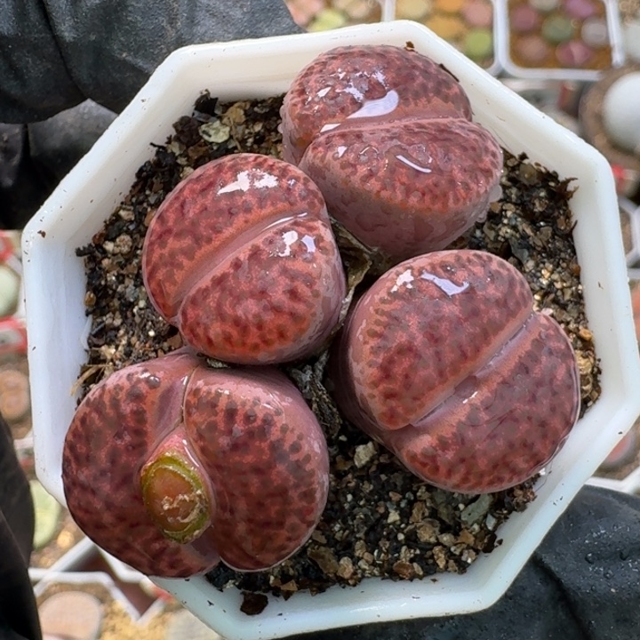 生石花2:：。生。 267号