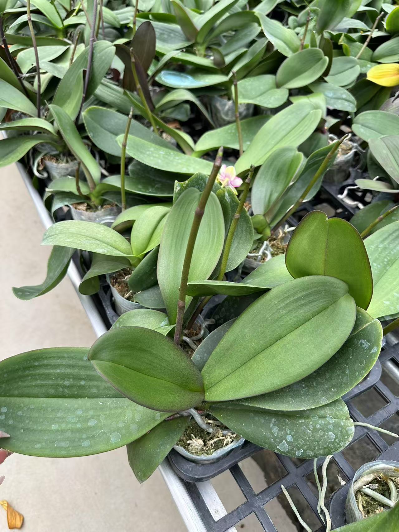 花后苗蝴蝶兰随机一颗
