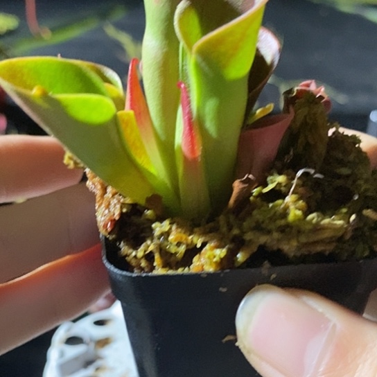 完全开放小太阳瓶子草非常漂亮