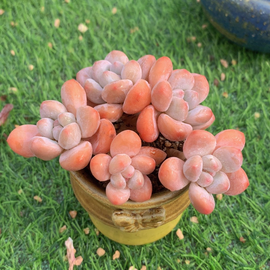 香水10 公分一物一拍