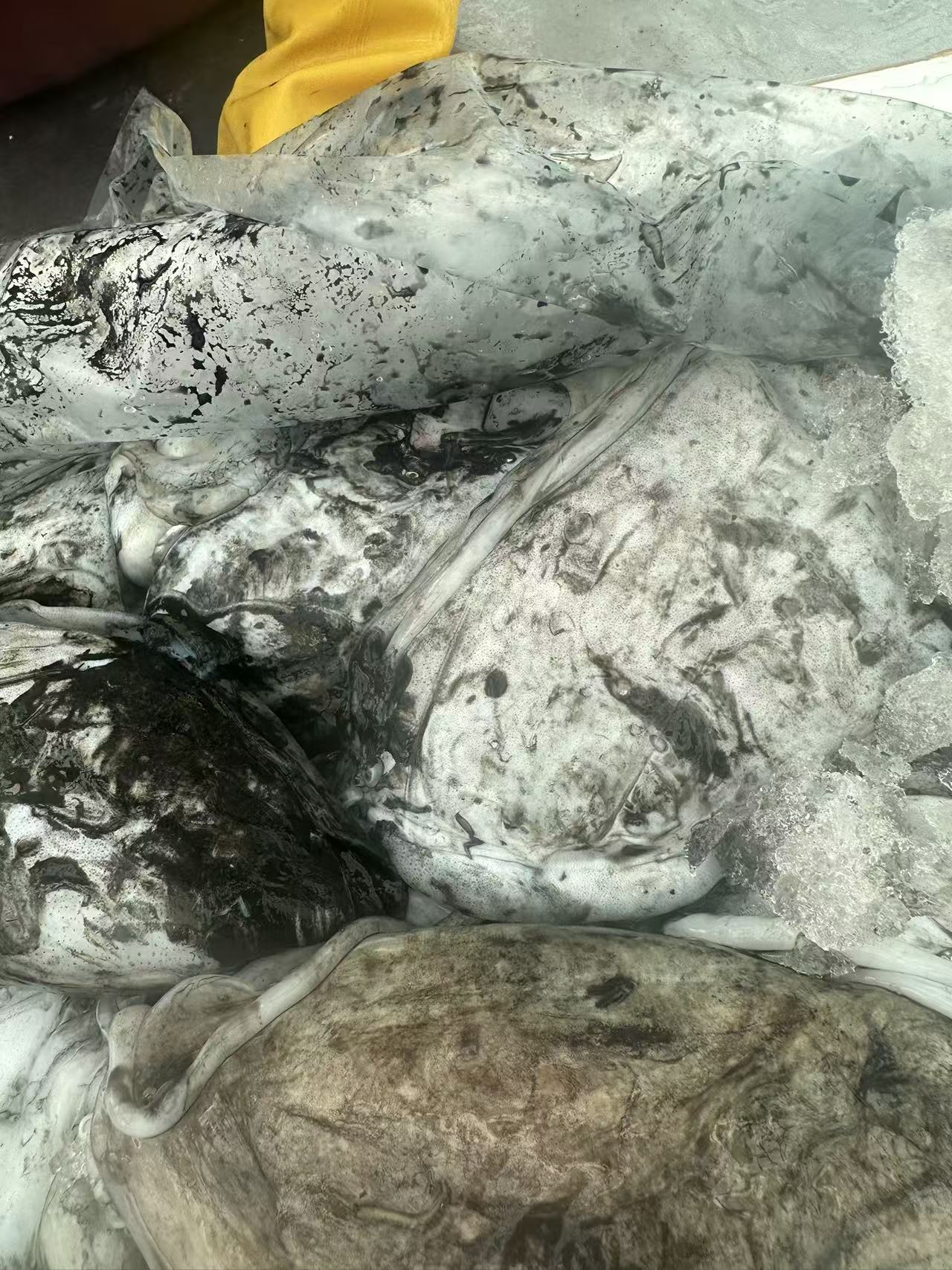 新鲜海捕野生目鱼3斤发货