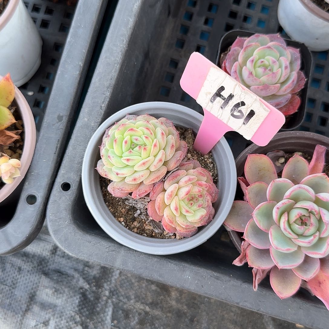 妞**帅H61白胖子多肉植物