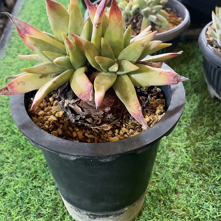 库尔拇指粗桩福利