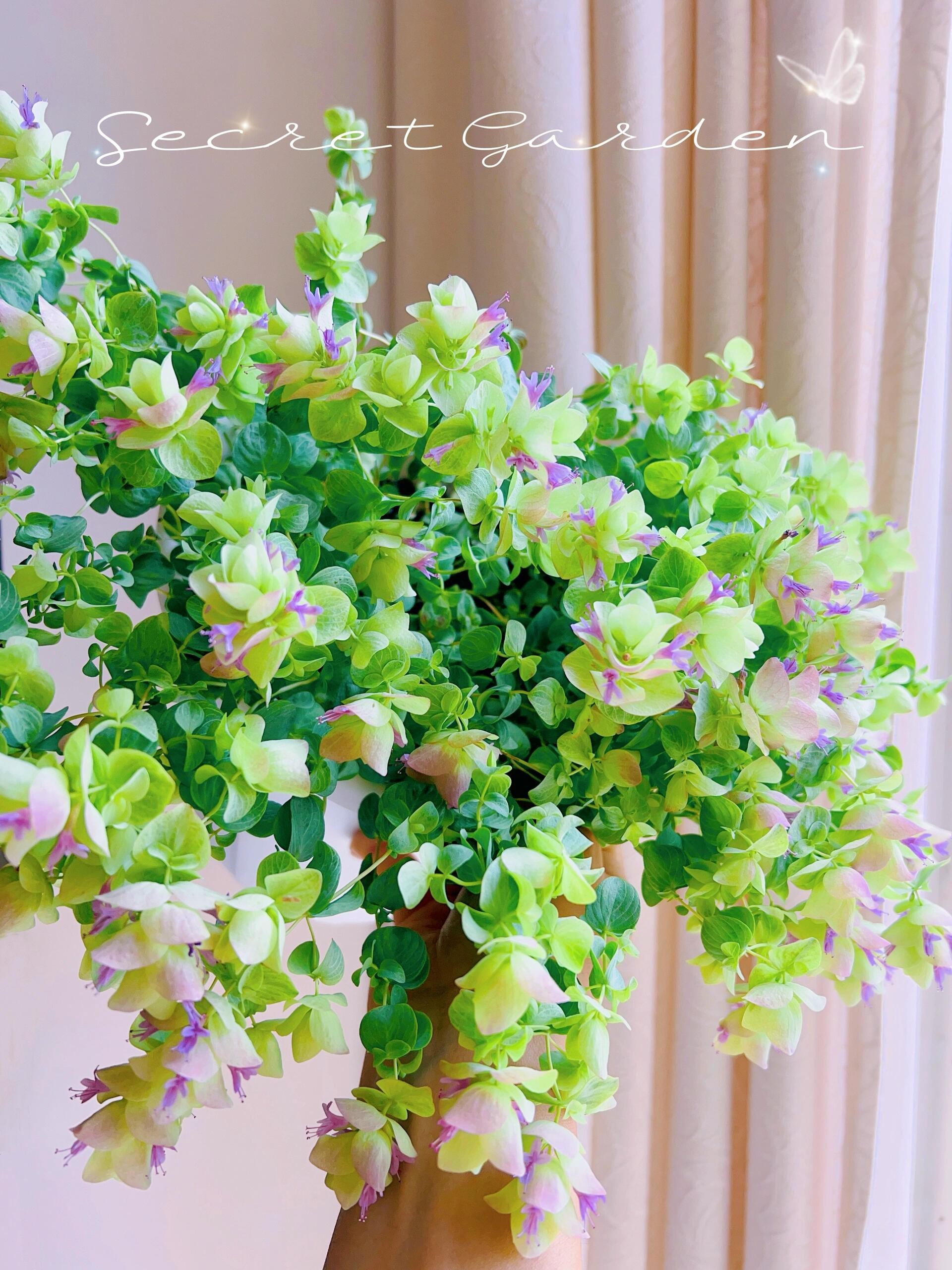 折纸画观赏牛至盆栽多年生耐寒花园阳台垂吊观花观叶植物