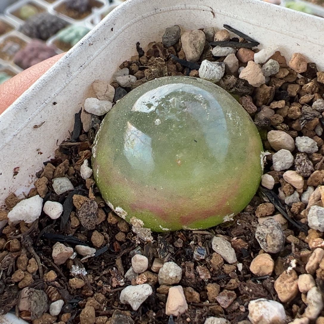 258多肉植物种类多样