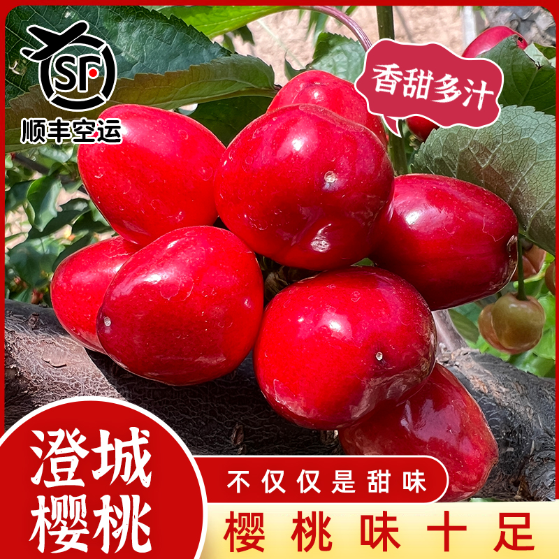 澄城美早大棚樱桃孕妇水果【顺丰】4-5J12-15克大果净重 2-4斤1箱