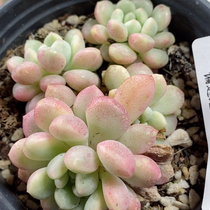 427小红蛋锦 小方花圃一物一拍