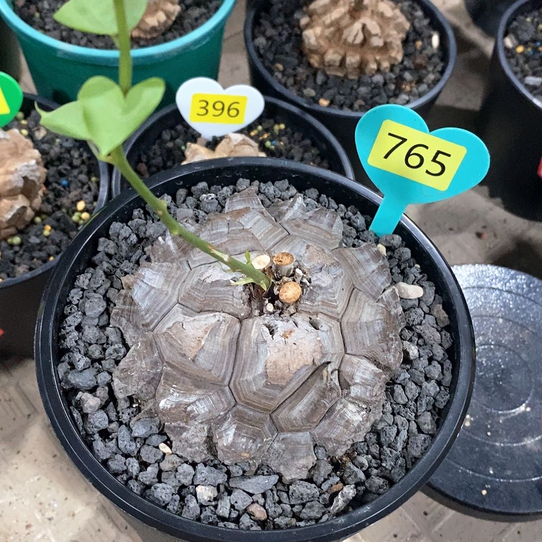 南非龟甲龙龟甲龙