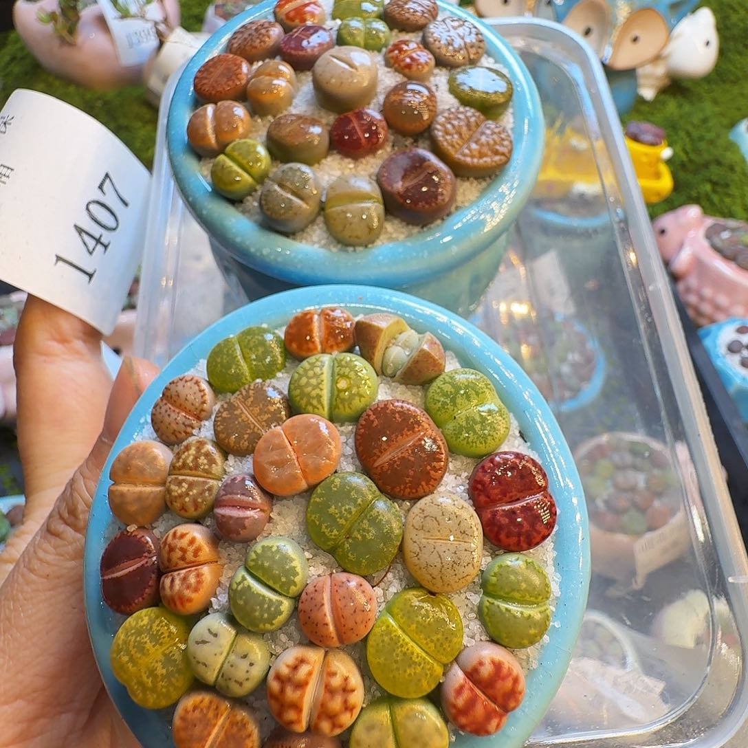 三***木多肉植物福利冲1407