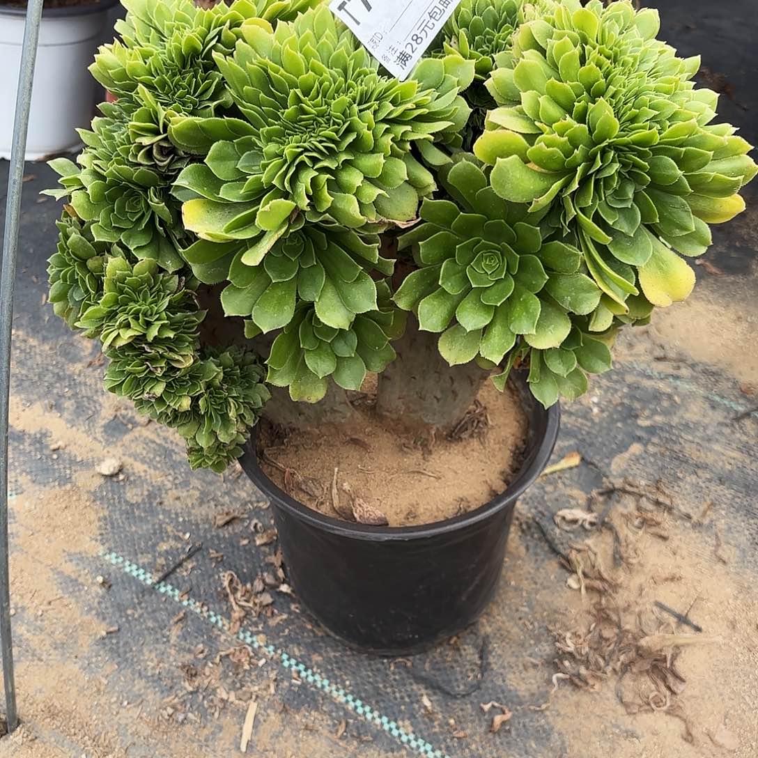 753绿杨蓉缀多肉