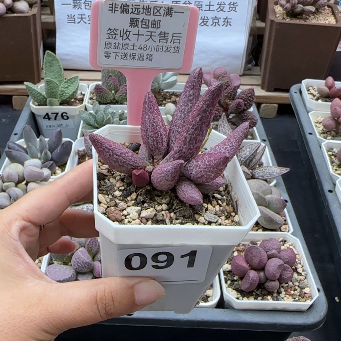 091，猪尾巴多肉植物