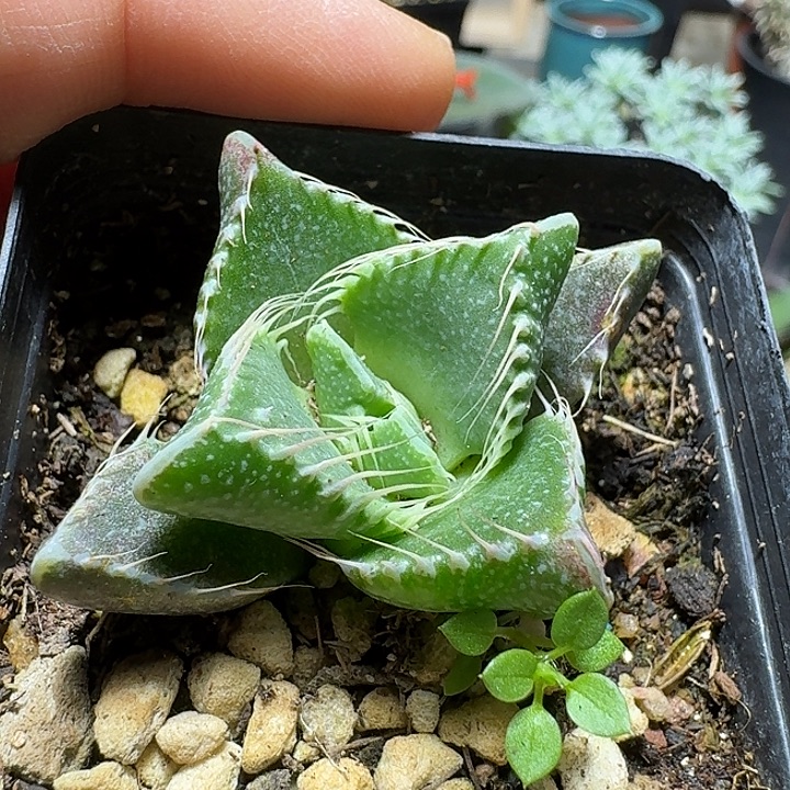 797虎颚脱土发货实生