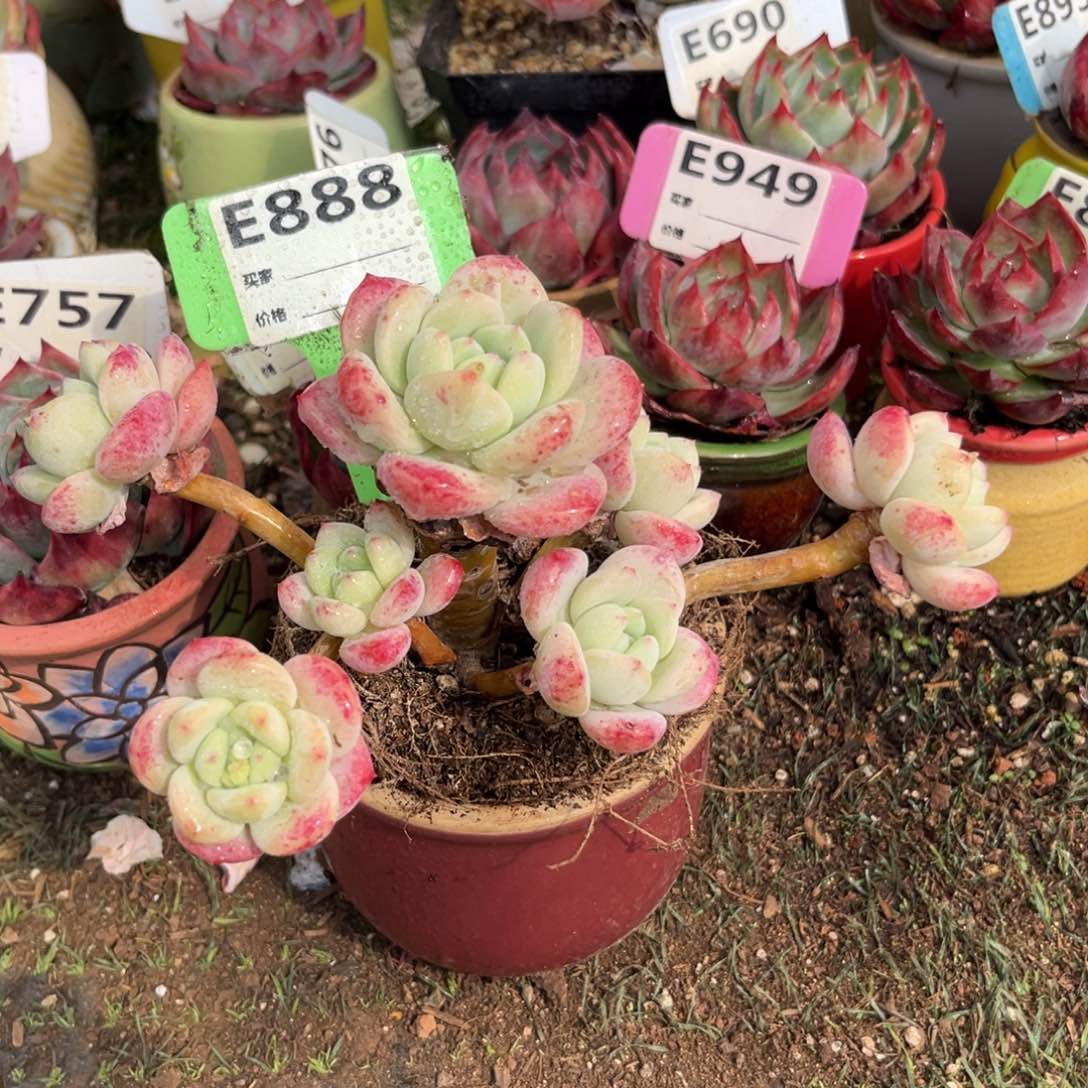 望舒多肉植物888号